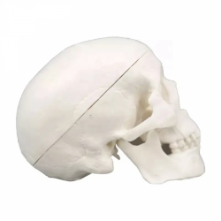 Анатомическая модель  черепа в натуральную величину UL-02