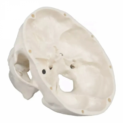 Анатомическая модель  черепа в натуральную величину UL-02