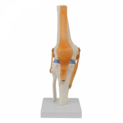 Модель коленного сустава человека из ПВХ в натуральную величину UL-125