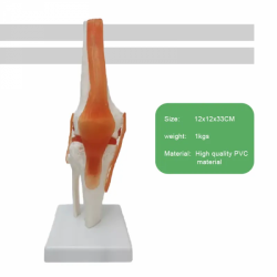 модель скелета коленного сустава человека из ПВХ в натуральную величину UL-125