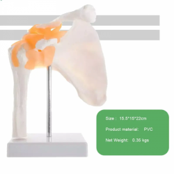 модель скелета коленного сустава человека из ПВХ в натуральную величину UL-125
