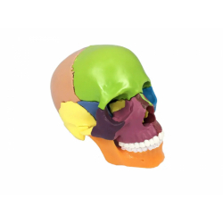 Мини-модель черепа для обучения с 15 съёмными частями размер 1/2 UL-0072