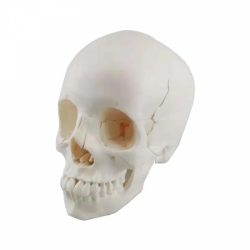 Модель черепа человека в натуральную величину UL-0071