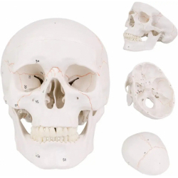 Модель человеческого черепа в натуральную величину, 3 части UL-104D