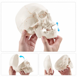 Модель человеческого черепа в натуральную величину, 3 части UL-104D