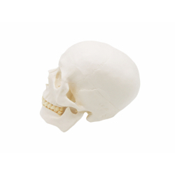 Модель человеческого черепа в натуральную величину  UL-03
