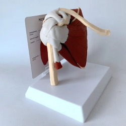Анатомическая модель мышц и костей плечевого сустава человека в натуральную величину UL-01009
