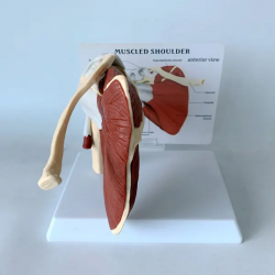 Анатомическая модель мышц и костей плечевого сустава человека в натуральную величину UL-01009