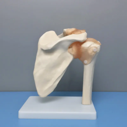 Модель скелета плечевого сустава человека UL-E