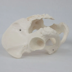 Высококачественная медицинская модель мужского таза для анатомии, в натуральную величину UL-0090