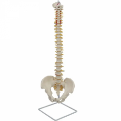 Цветная модель позвоночника человека, кости спинного мозга UL-0020