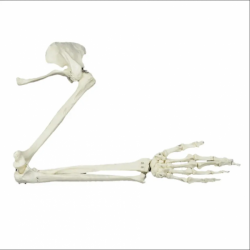 Модель скелета руки человека с костью верхней конечности и ключицей лопатки UL-190113