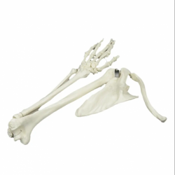 Модель скелета руки человека с костью верхней конечности и ключицей лопатки UL-190113