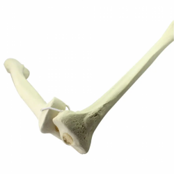 Модель большеберцовой и малоберцовой кости человека UL-190013