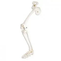 Модель кости нижней конечности, тазобедренная кость, сустав ноги, коленный сустав, палец ноги, колено, модель малоберцовой кости