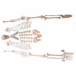 170 см модель скелета человека в натуральную величину, расчлененный скелет  UL-130013