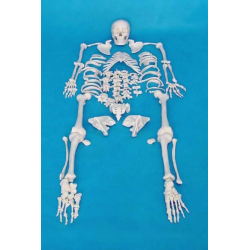 170 см модель скелета человека в натуральную величину, расчлененный скелет  UL-130013