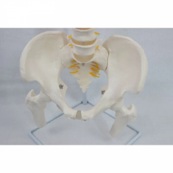 Модель позвоночника человеческого скелета в натуральную величину с тазовой и бедренной костью UL-190024