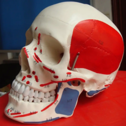 Модель человеческого черепа в натуральную величину, показывающая происхождение мышц и точки прикрепления. UL-E