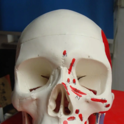 Модель человеческого черепа в натуральную величину, показывающая происхождение мышц и точки прикрепления. UL-E