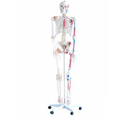 Модель человеческого скелета с обозначением мышц и связок 180 см  UL-190011