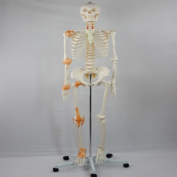 Модель человеческого скелета 180 см с половинной связкой  UL-190009