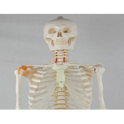 Модель человеческого скелета 180 см с половинной связкой  UL-190009