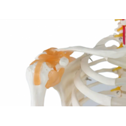 Модель человеческого скелета 180 см со связками