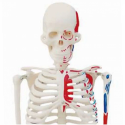 Модель человеческого скелета с обозначением мышц, 180 см UL-190005