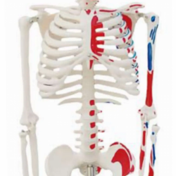 Модель человеческого скелета с обозначением мышц, 180 см UL-190005