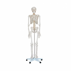 Модель скелета человека 180см UL-180
