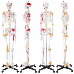 Модель человеческого скелета 180 см  нервами и кровеносными сосудами UL-102C