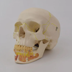 Взрослая модель черепа в натуральную величину для медицинского обучения UL-104D