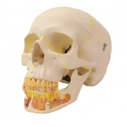 Модель человеческого черепа с демонстрацией тканей нижней челюсти UL