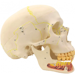 Модель человеческого черепа с демонстрацией тканей нижней челюсти UL