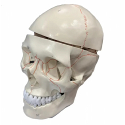 Человеческий череп с моделью мозга из 8 частей UL-01005