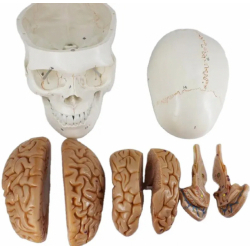 Человеческий череп с моделью мозга из 8 частей UL-01005