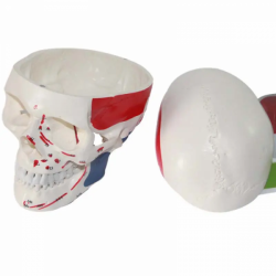 Модель черепа человека с мышцами Раскраска начальной и конечной точек мышц UL-V15