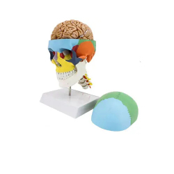 Медицинская модель черепа человека в натуральную величину красочная модель черепа с 8 частями мозга и 7 шейными позвонкамиUL-V14