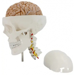 Модель черепа с шейным отделом и мозгом, в натуральную величину UL-U4