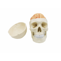 Модель  черепа в натуральную величину  с 8 частями мозга UL-U2