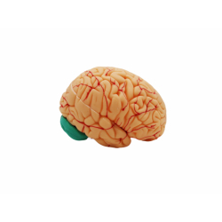 Модель  черепа в натуральную величину  с 8 частями мозга UL-U2