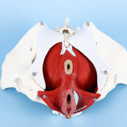 Модель женского таза,  мышц тазового дна, модель обучения женским родам с мышцами двух поясничных позвонков UL-V41
