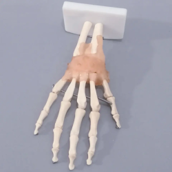 Модель скелета сустава руки со связками из ПВХ для использования в медицине и обучении UL-114A