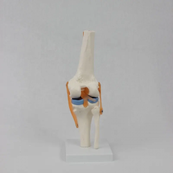 Модель скелета коленного сустава человека из ПВХ в натуральную величину со связками UL-111