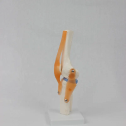 Модель скелета коленного сустава человека из ПВХ в натуральную величину со связками UL-111