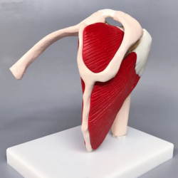 Анатомическая модель плечевого сустава человека в натуральную величину с красными мышцами UL-109A