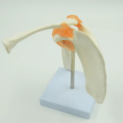 модель плечевого сустава натурального размера, анатомическая модель плеча человека для использования в обучении UL-109