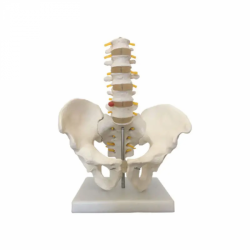 Модели поясничной и тазовой костей человека в натуральную величину UL-190095