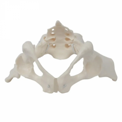 Модель скелета женского таза в натуральную величину с выдвижной конструкциейUL-0091-1